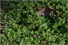 Polycarpon prostratum